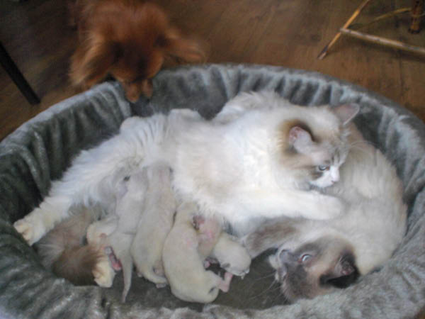 kittens Dunja 045